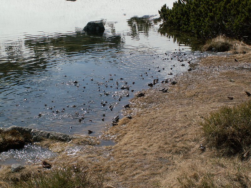 PICT0105.JPG - A potom tisíce páriacich sa žiab vo vode